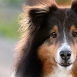 Shetland Sheepdog wallpapers hd