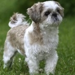 Shih Tzu download wallpaper