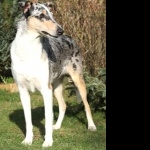 Smooth Collie image