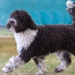 Spanish Water Dog breed