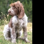 Spinone Italiano breed