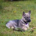 Swedish Vallhund breed