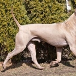 Thai Ridgeback images