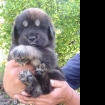 Tibetan Mastiff hd pics