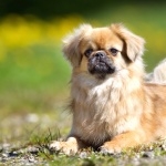 Tibetan Spaniel hd desktop