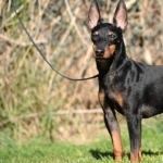 Toy Manchester Terrier high definition wallpapers