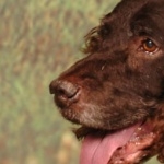 Tweed Water Spaniel new wallpapers