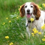 Welsh Springer Spaniel desktop