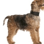 Welsh Terrier high definition photo