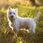 West Highland White Terrier high quality wallpapers