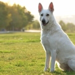 White Shepherd pic