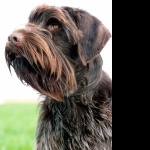 Wirehaired Pointing Griffon background