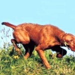 Wirehaired Vizsla cute