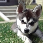 Alaskan Klee Kai hd photos