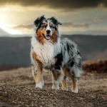 Australian Shepherd wallpapers