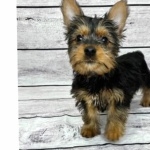 Australian Silky Terrier 1080p