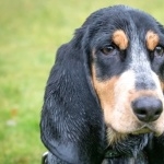 Basset Bleu de Gascogne images