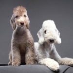 Bedlington Terrier background