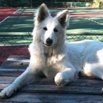 Berger Blanc Suisse photos