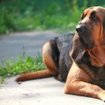 Bloodhound pics