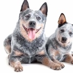 Blue Heeler photos