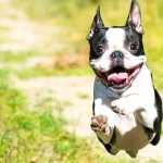 Boston Terrier pic