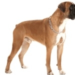 Boxer breed wallpapers