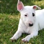 Bull Terrier (Miniature) images