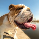 Bulldog pic