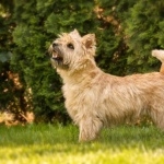 Cairn Terrier free download