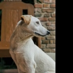 Cretan Hound free