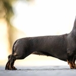 Dachshund free wallpapers