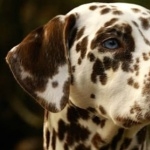 Dalmatian breed free wallpapers