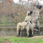 Estrela Mountain Dog breed