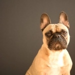 French Bulldog wallpapers hd