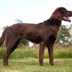 German Longhaired Pointer download