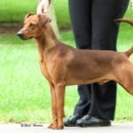 German Pinscher new wallpapers