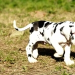 Great Dane download wallpaper