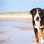 Greater Swiss Mountain Dog pic