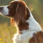 Irish Red and White Setter new photos