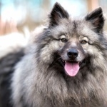 Keeshond image