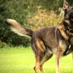 King Shepherd download wallpaper