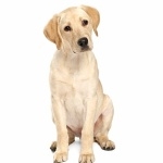 Labrador Retriever new wallpapers