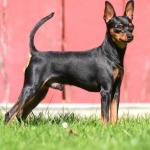 Miniature Pinscher free wallpapers