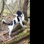 Norfolk Spaniel photos