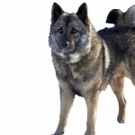 Norwegian Elkhound free wallpapers