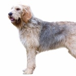 Otterhound hd photos