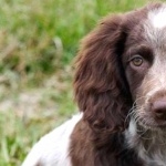 Pont-Audemer Spaniel hd pics