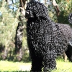 Portuguese Water Dog full hd