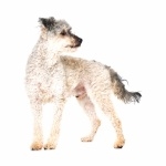 Pumi breed wallpapers hd